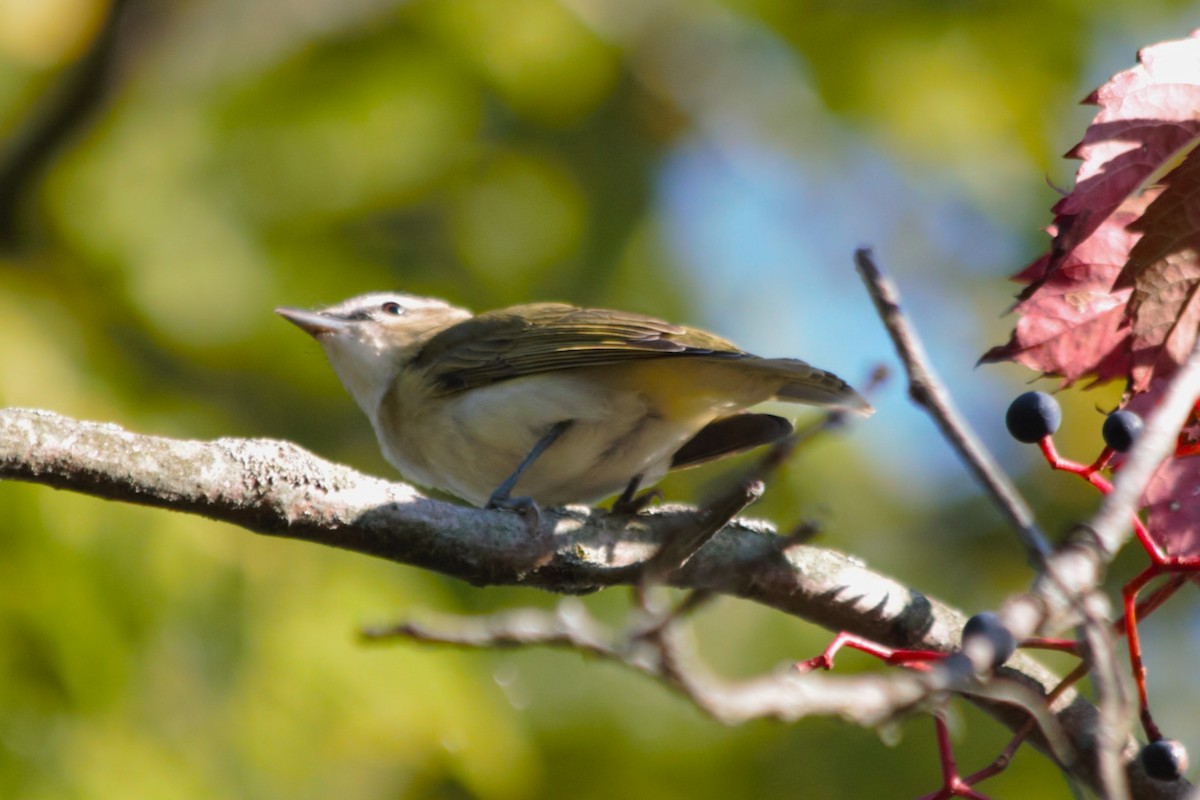 Red-eyed Vireo - ML624195292