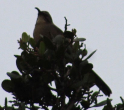 California Thrasher - ML624195304