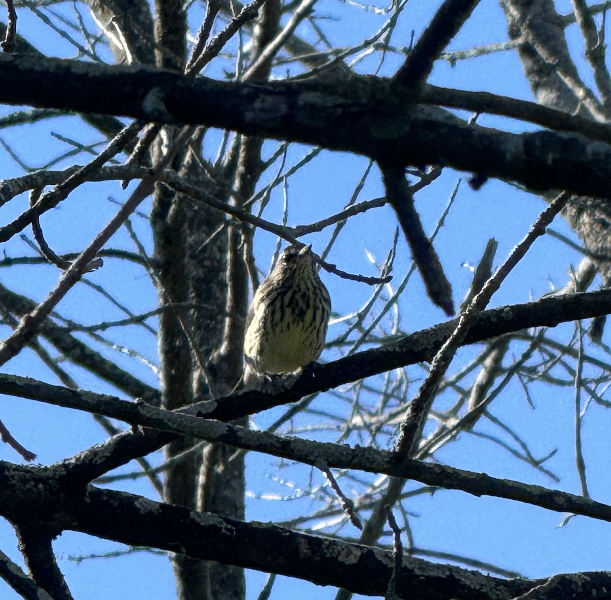 Northern Waterthrush - John Kaspar