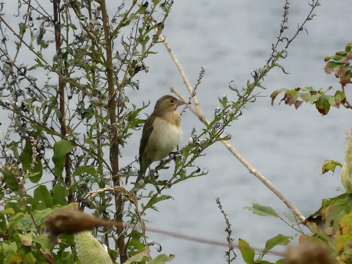 Dickcissel - ML624195321