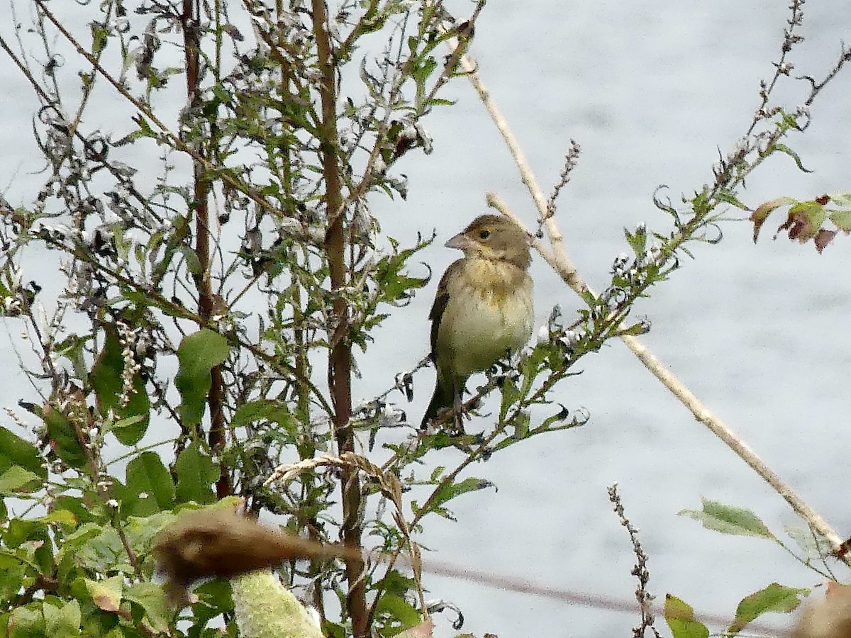 Dickcissel - ML624195323