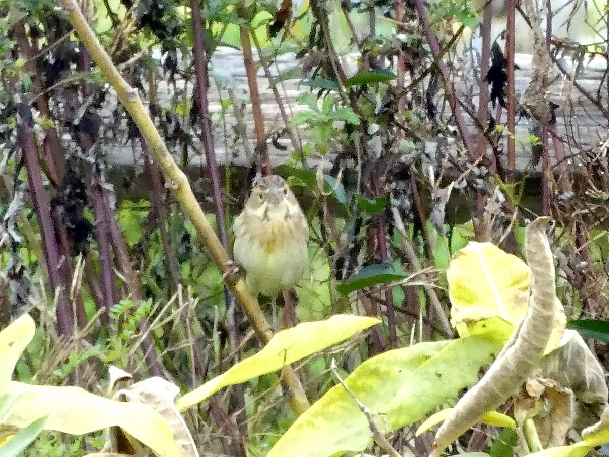 Dickcissel - ML624195324