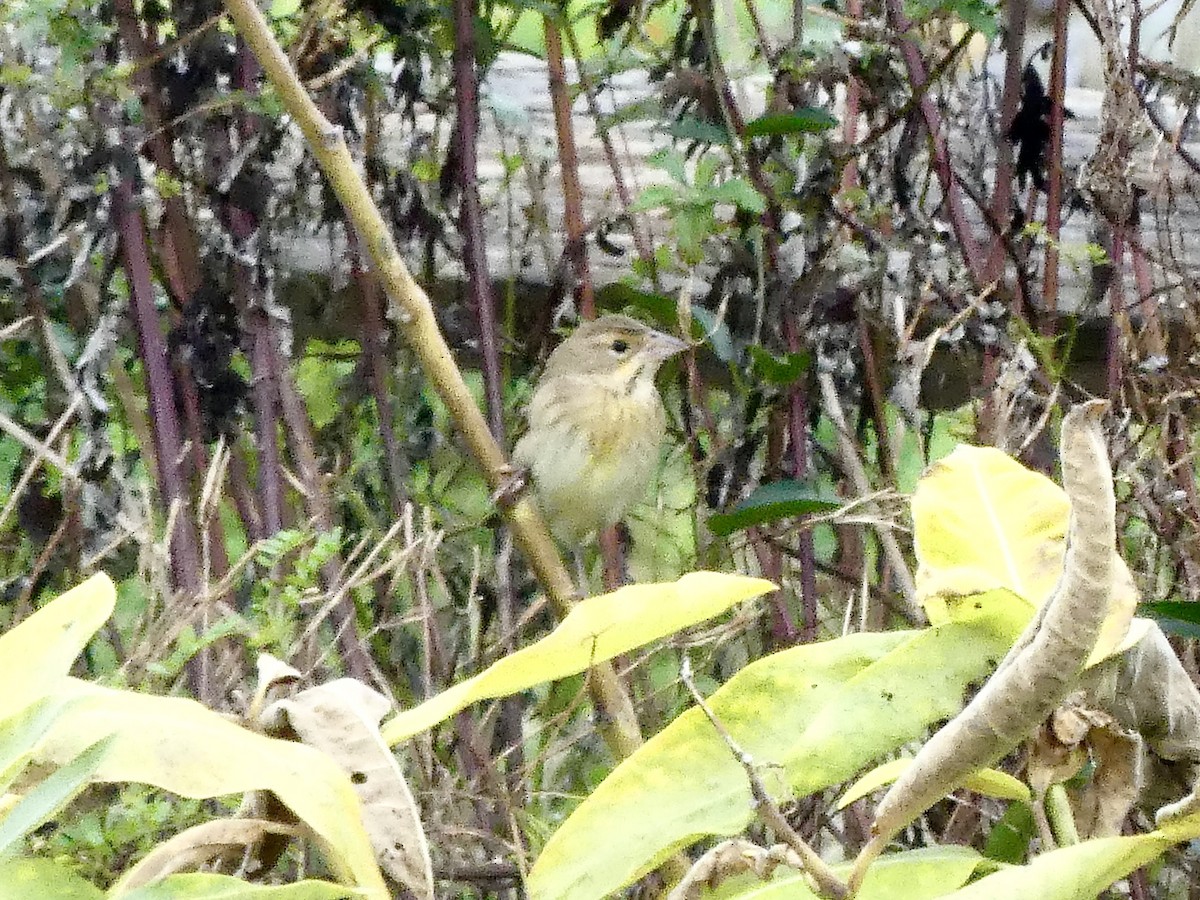 Dickcissel - Charles Duncan