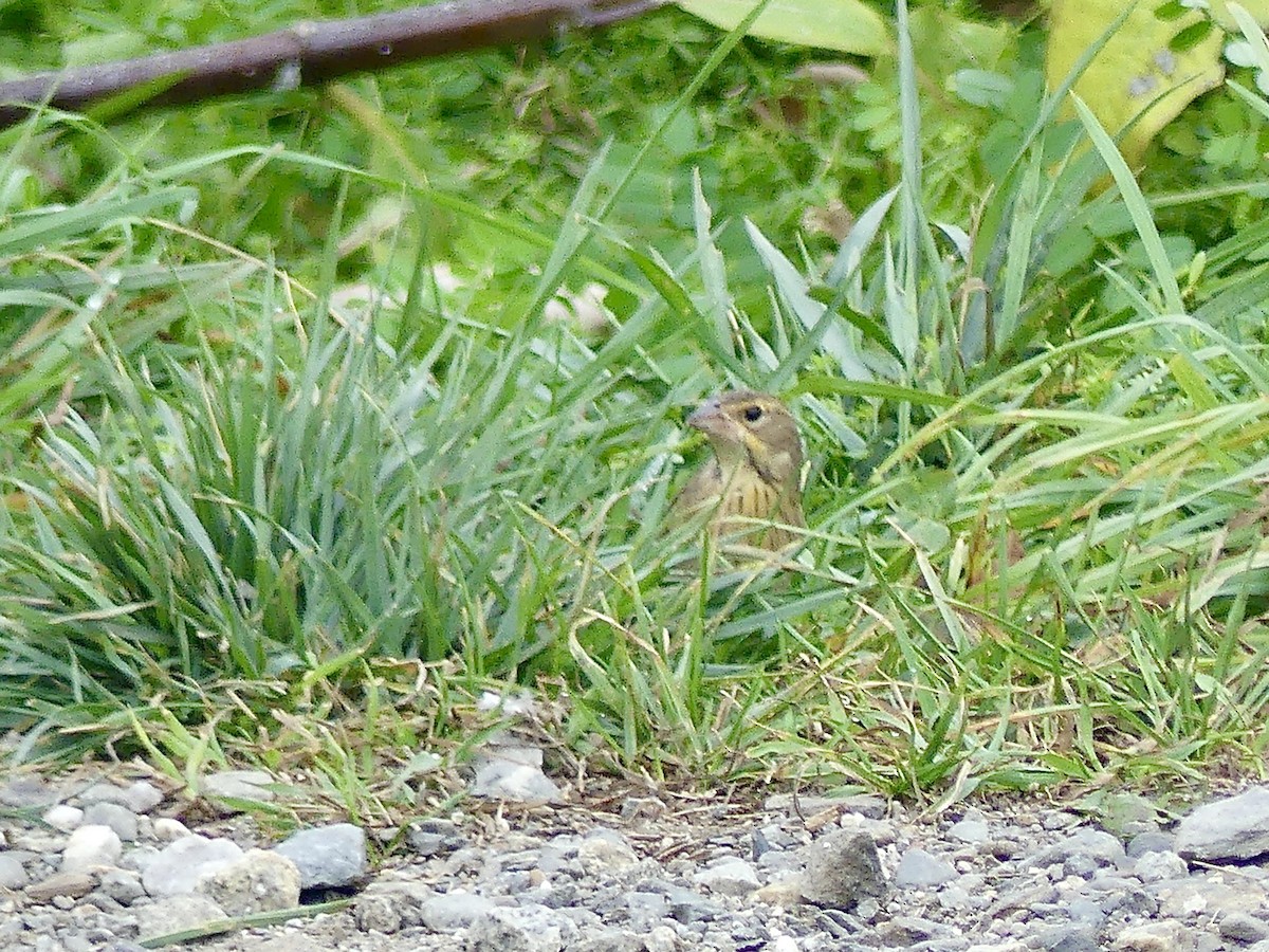 Dickcissel - ML624195326