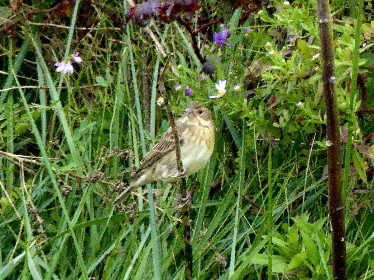 Dickcissel - ML624195327