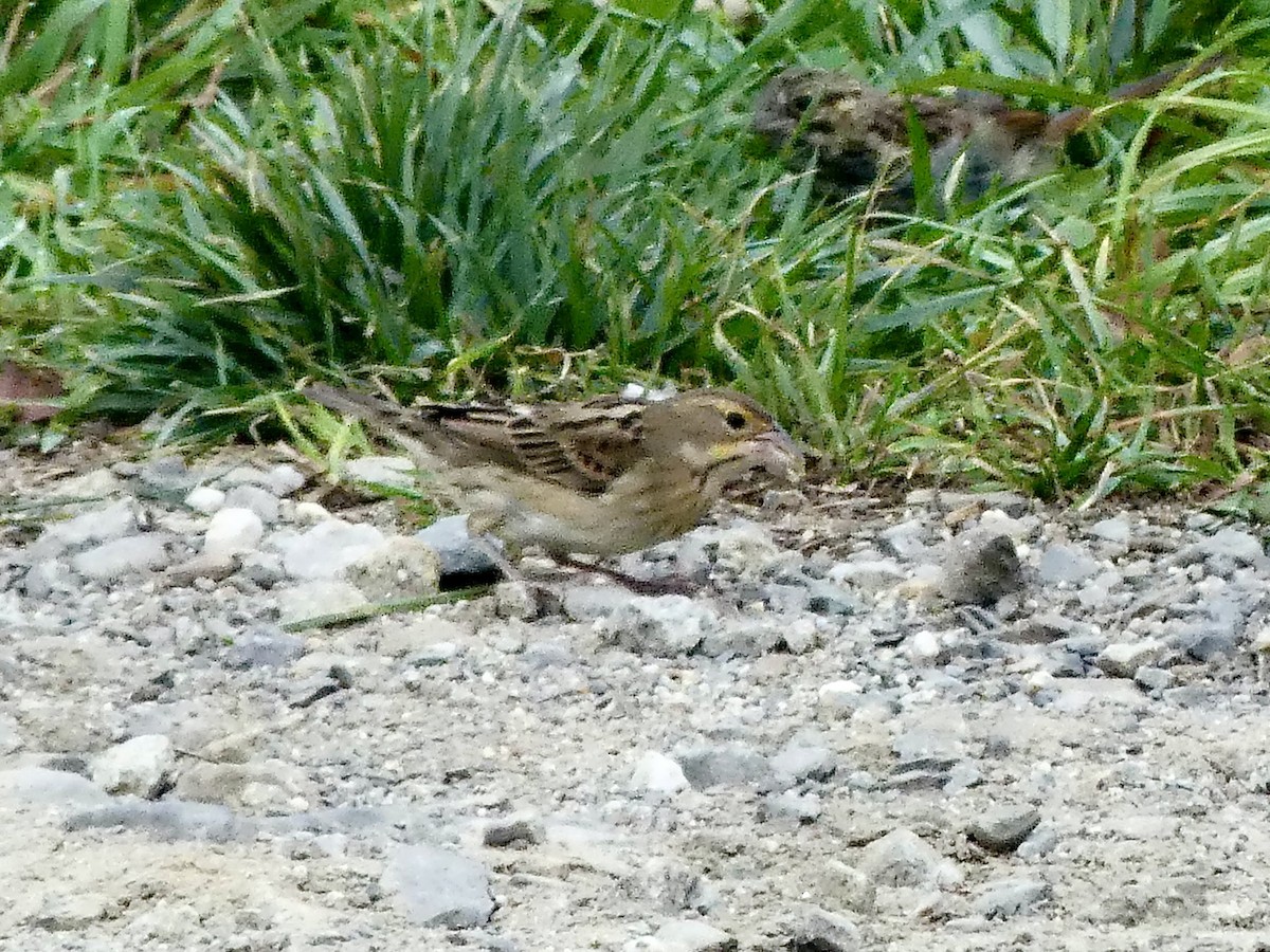 Dickcissel - ML624195328