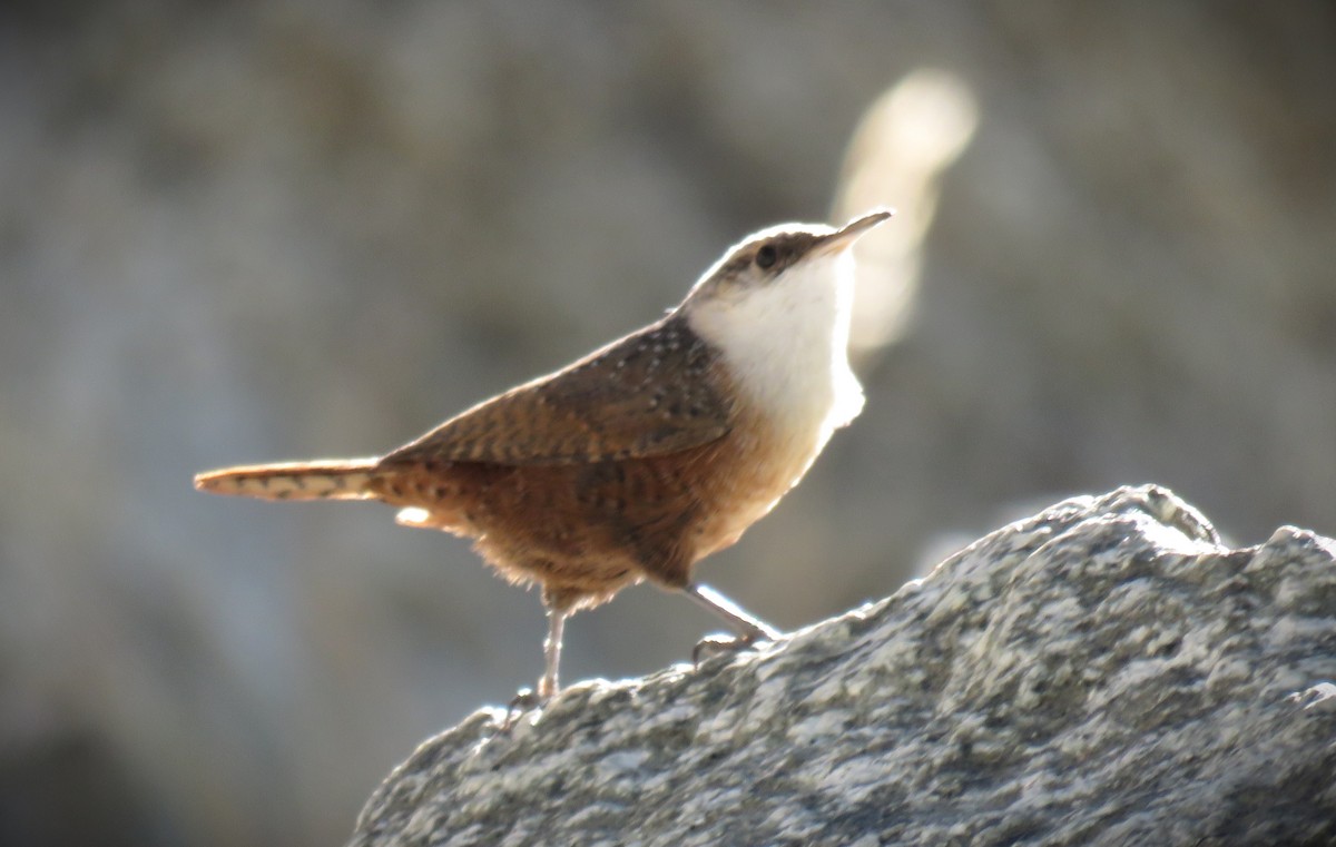 Canyon Wren - ML624195329