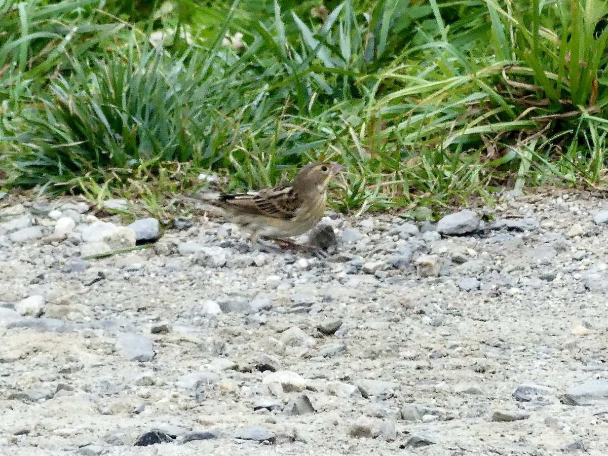 Dickcissel - ML624195330