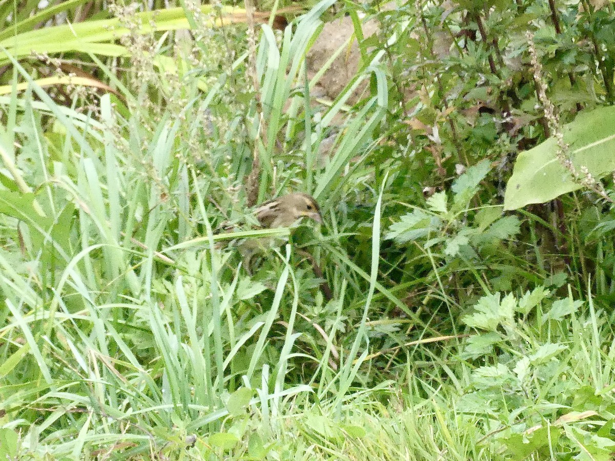 Dickcissel - ML624195331