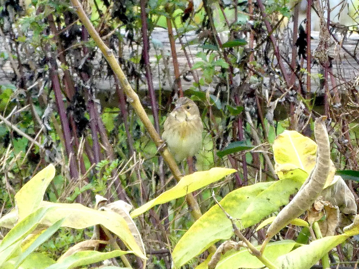 Dickcissel - ML624195332