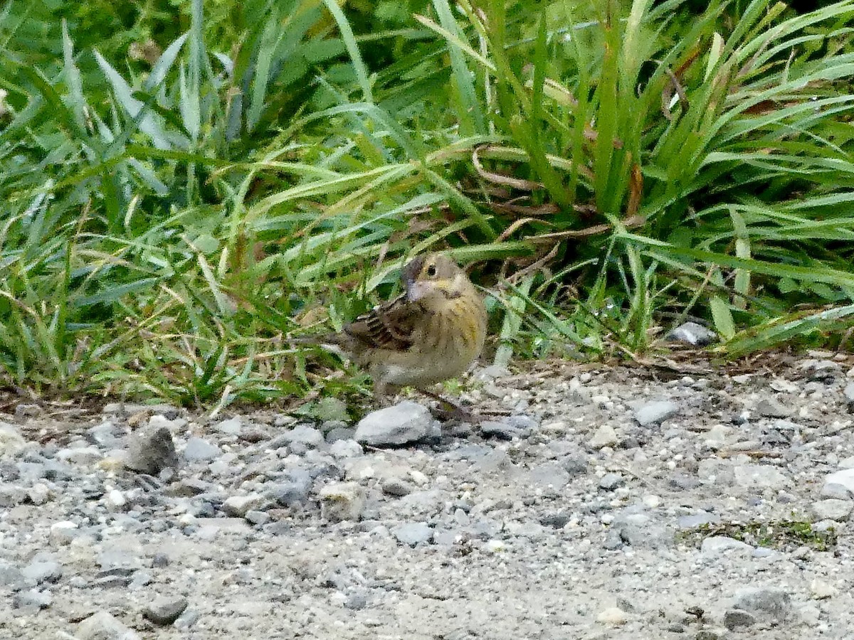 Dickcissel - ML624195333