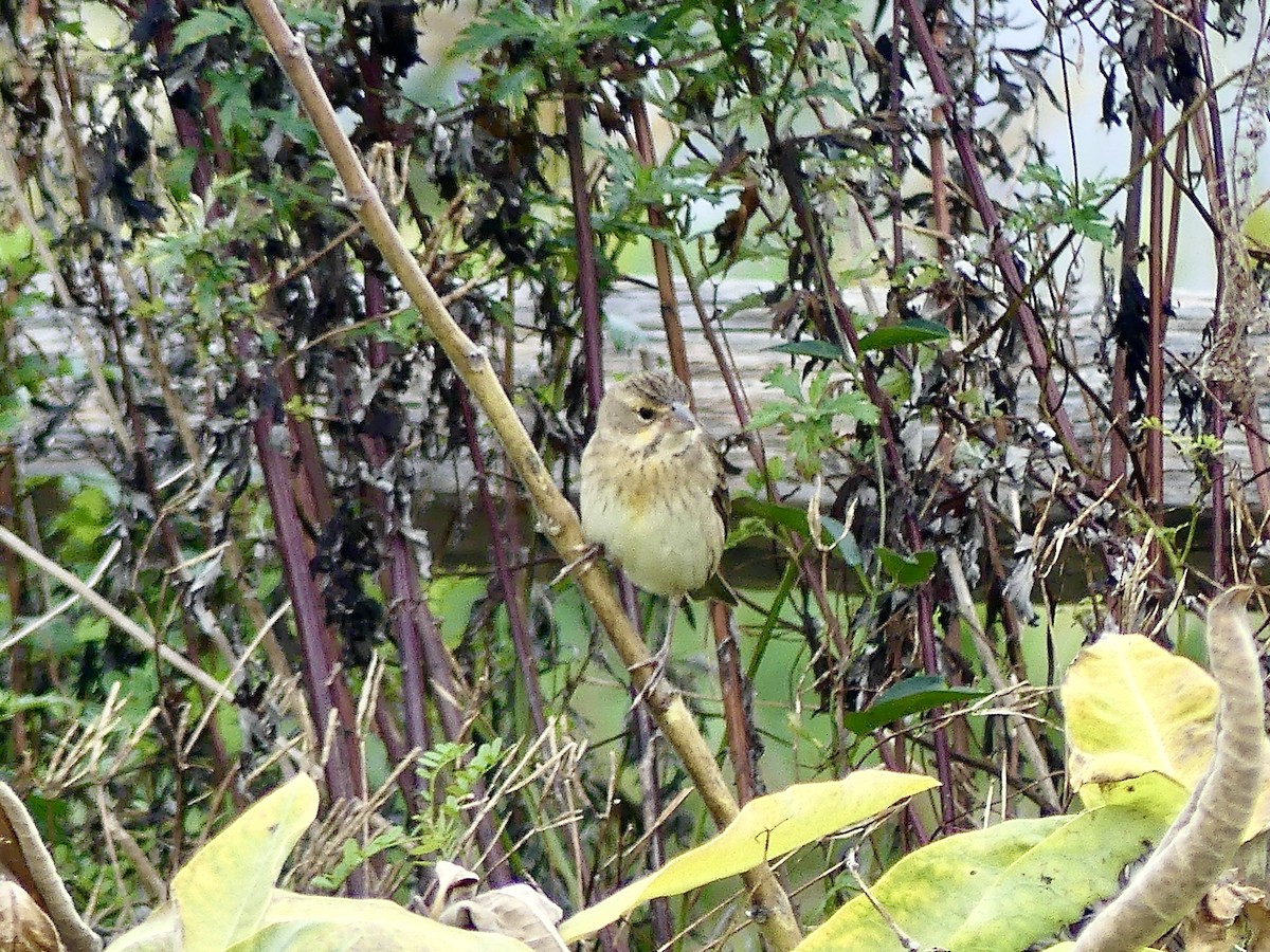 Dickcissel - ML624195334