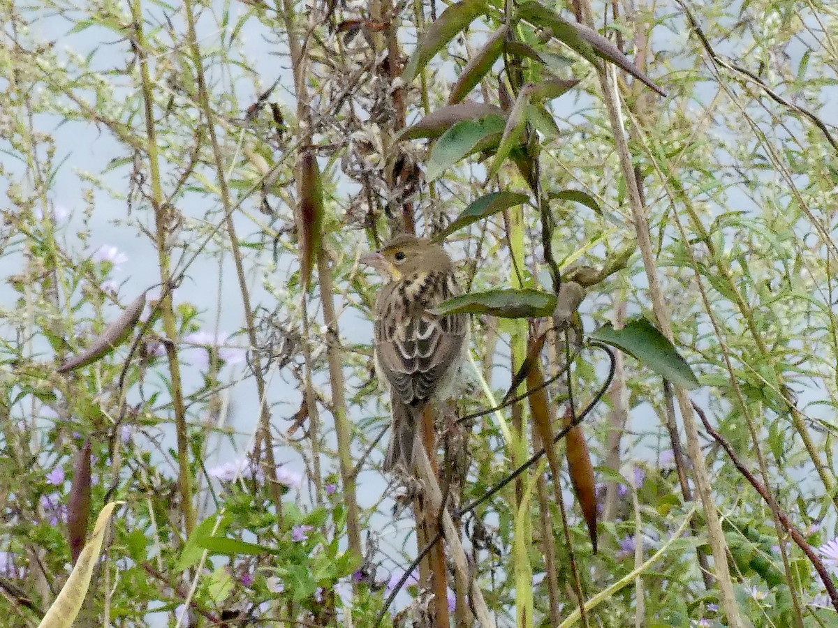 Dickcissel - ML624195335