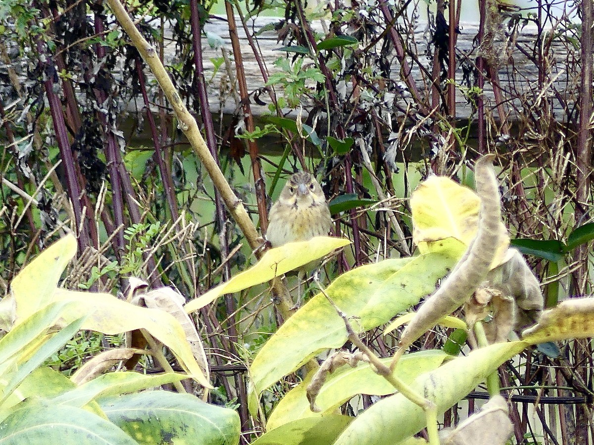 Dickcissel - ML624195336