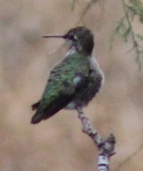 Anna's Hummingbird - ML624195341