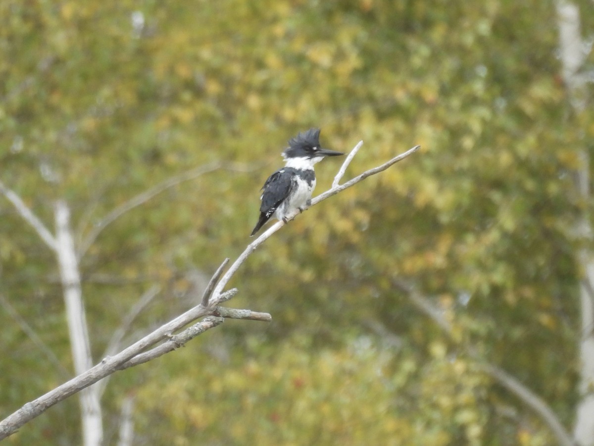 Belted Kingfisher - ML624195346