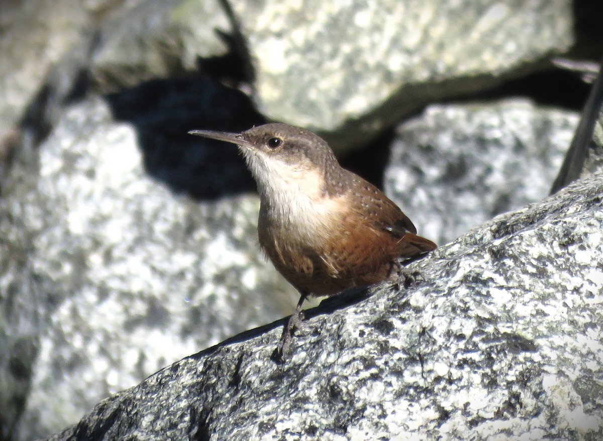 Canyon Wren - ML624195350