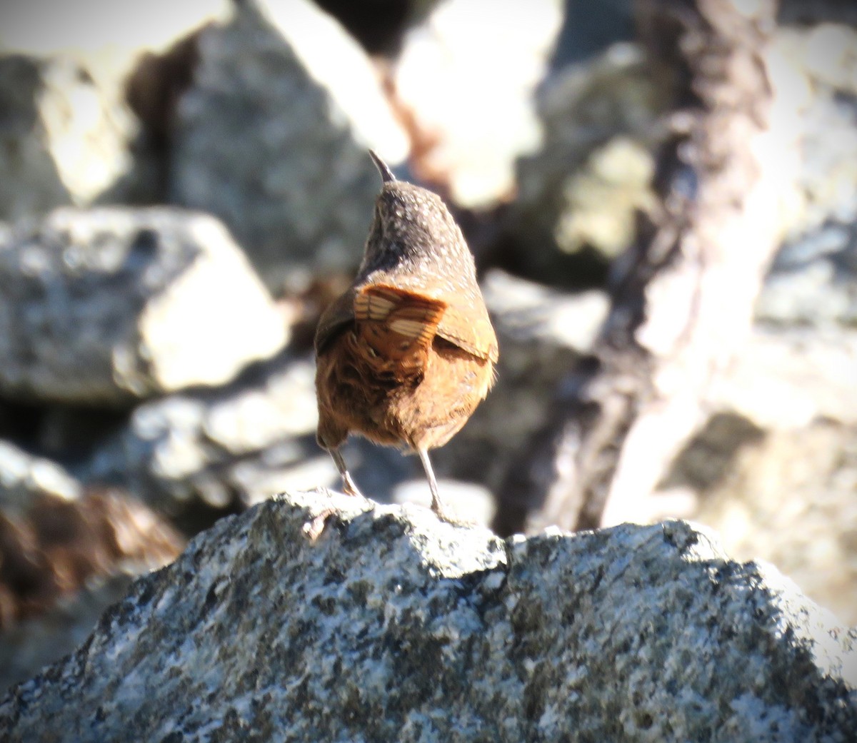 Canyon Wren - ML624195353