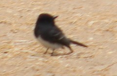 Black Phoebe - ML624195364