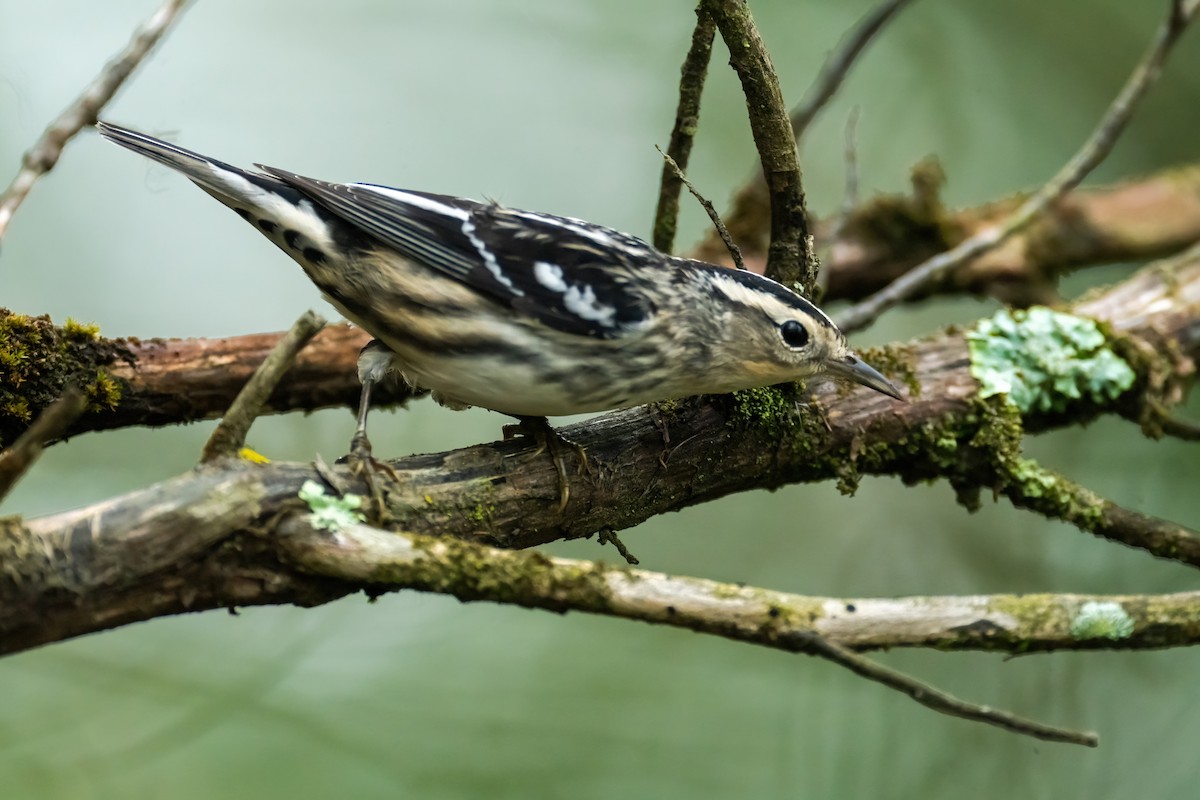 Black-and-white Warbler - ML624195382