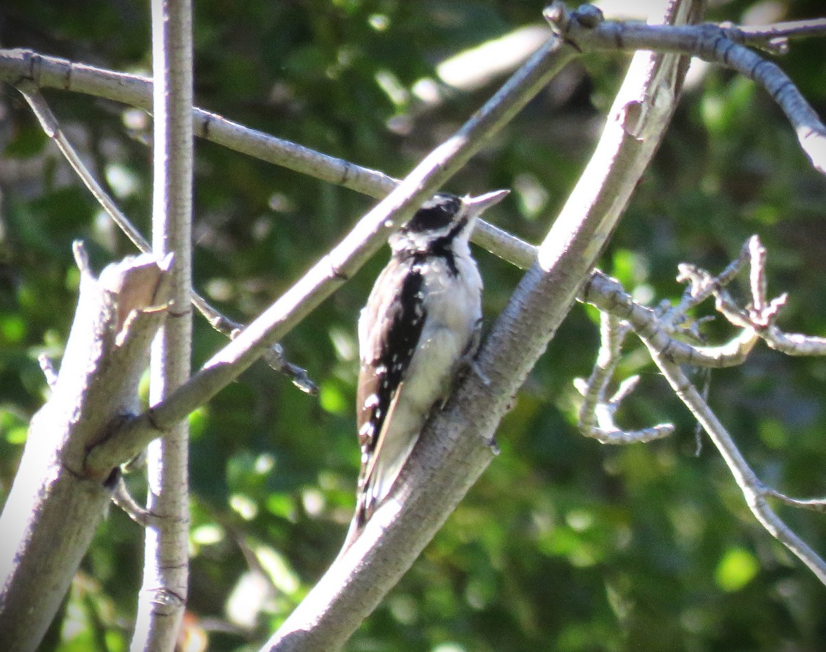 Hairy Woodpecker - ML624195389