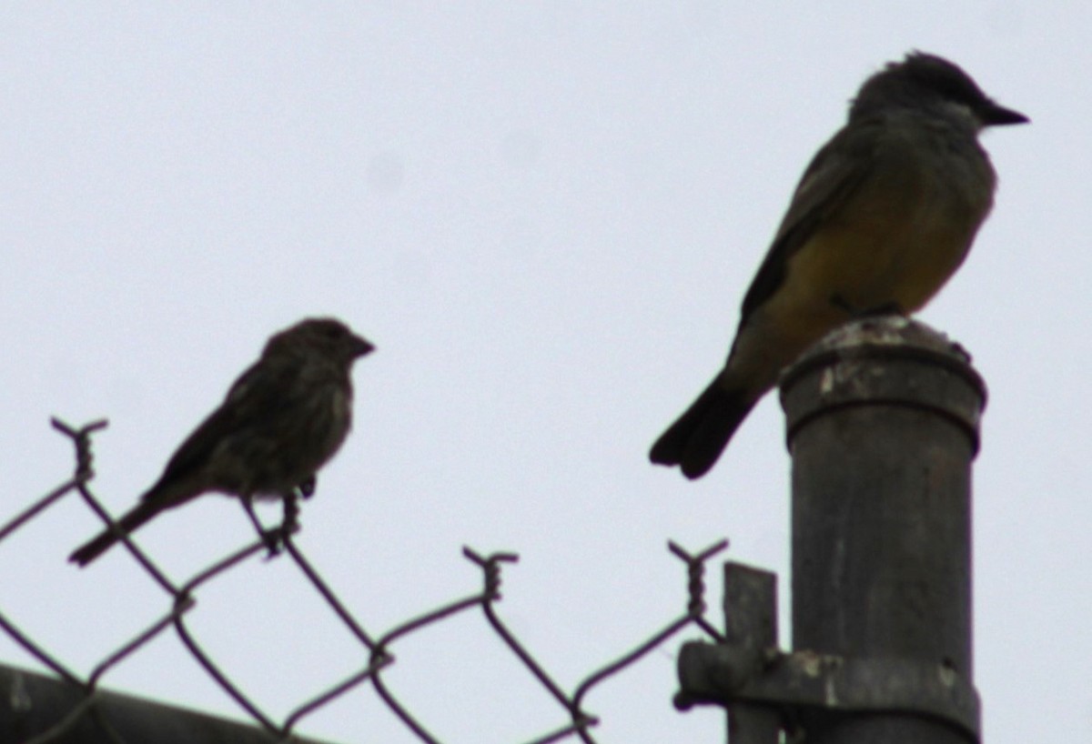 Cassin's Kingbird - ML624195391