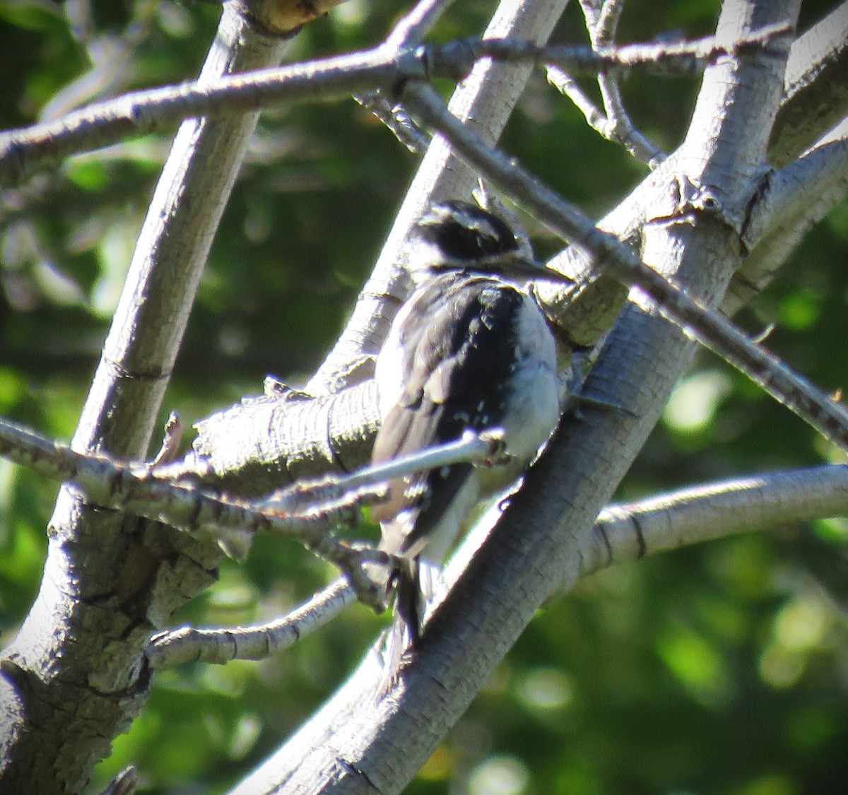 Hairy Woodpecker - ML624195392