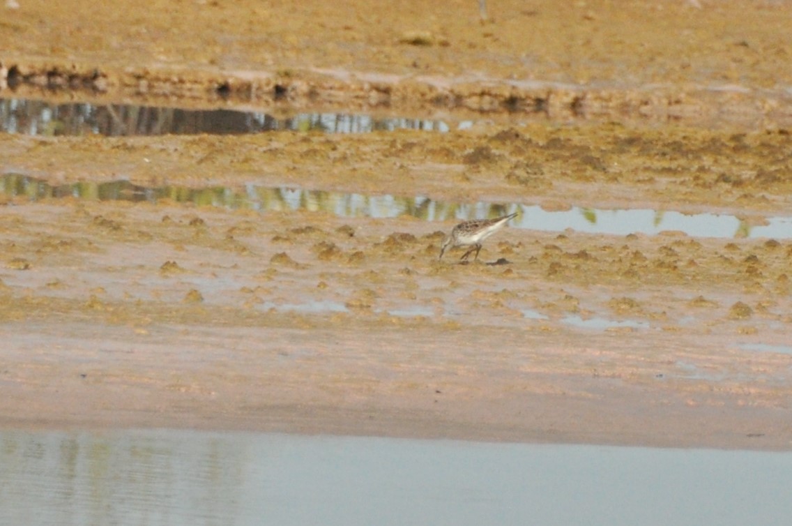 Weißbürzel-Strandläufer - ML624195397