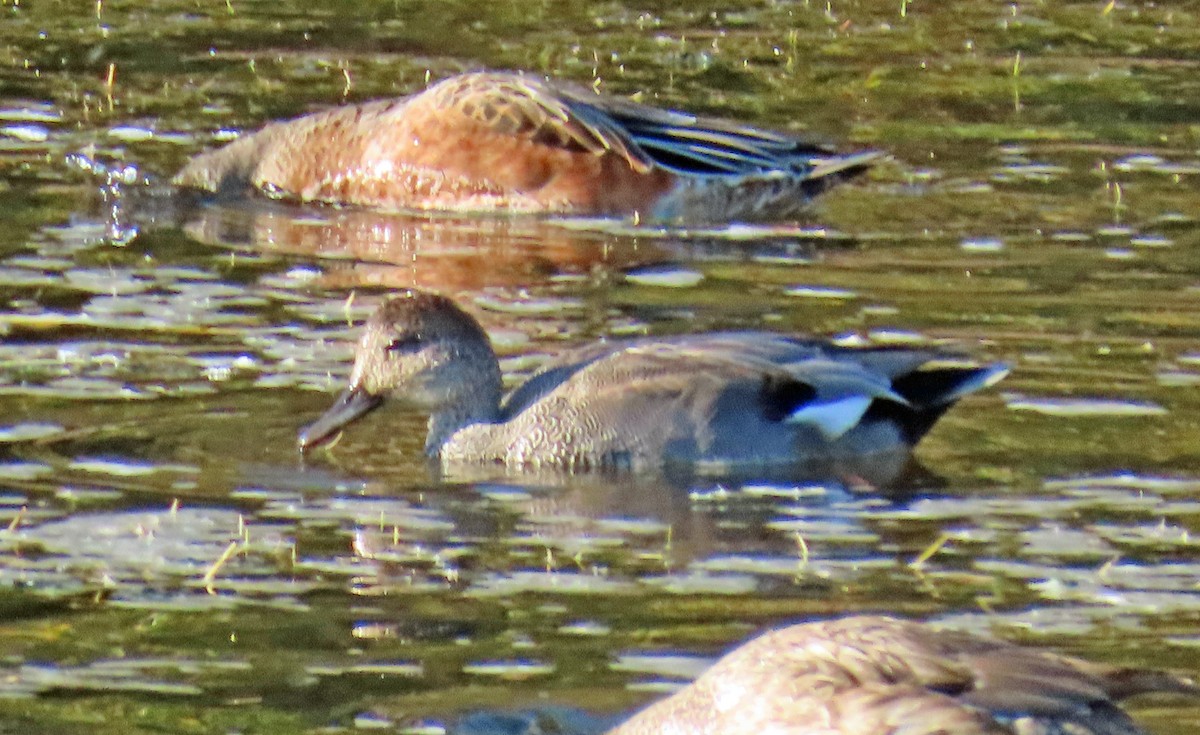 Canard chipeau - ML624195405