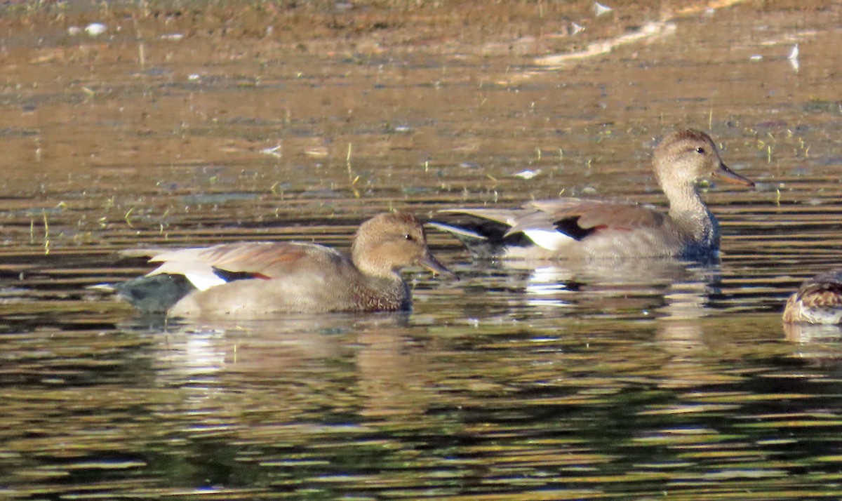 Canard chipeau - ML624195407