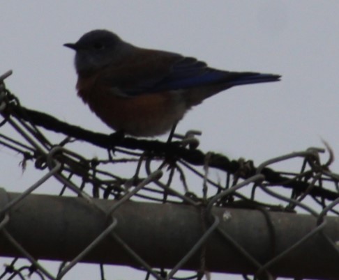 Western Bluebird - Richard Breisch