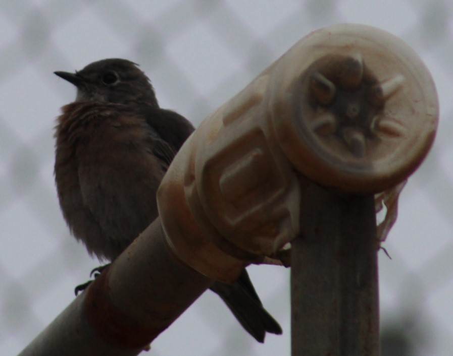 Western Bluebird - ML624195412