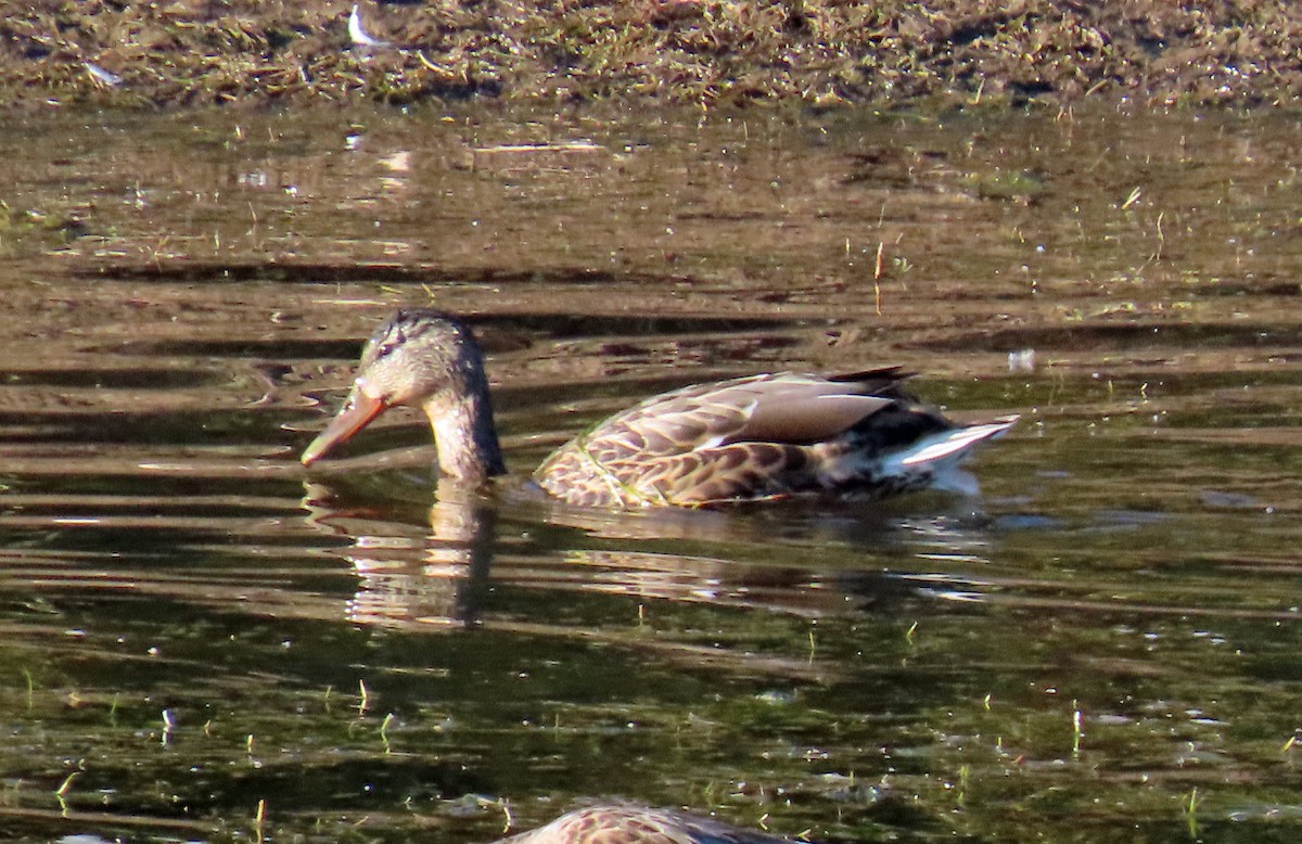 Canard colvert - ML624195416