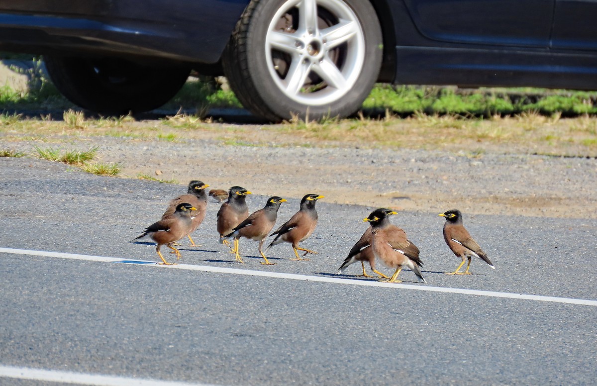 Common Myna - Peter Leth