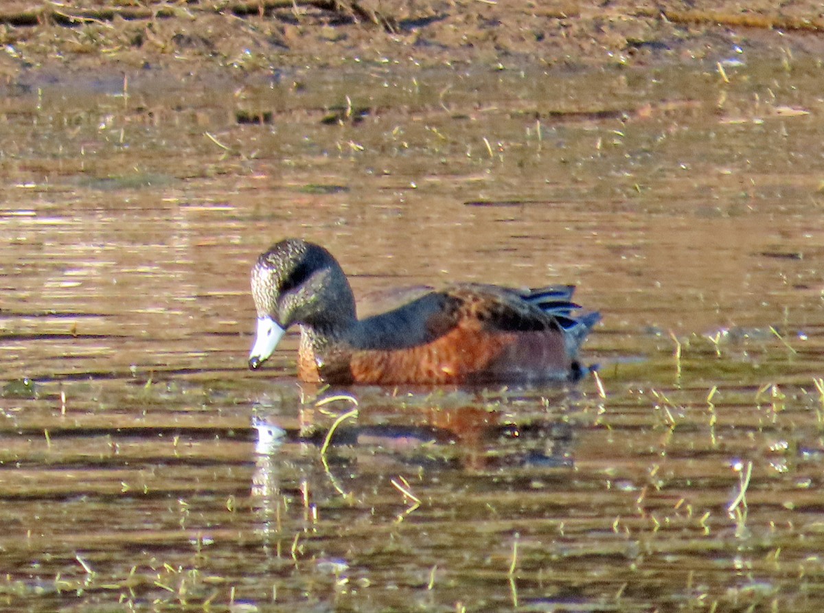 Canard d'Amérique - ML624195423