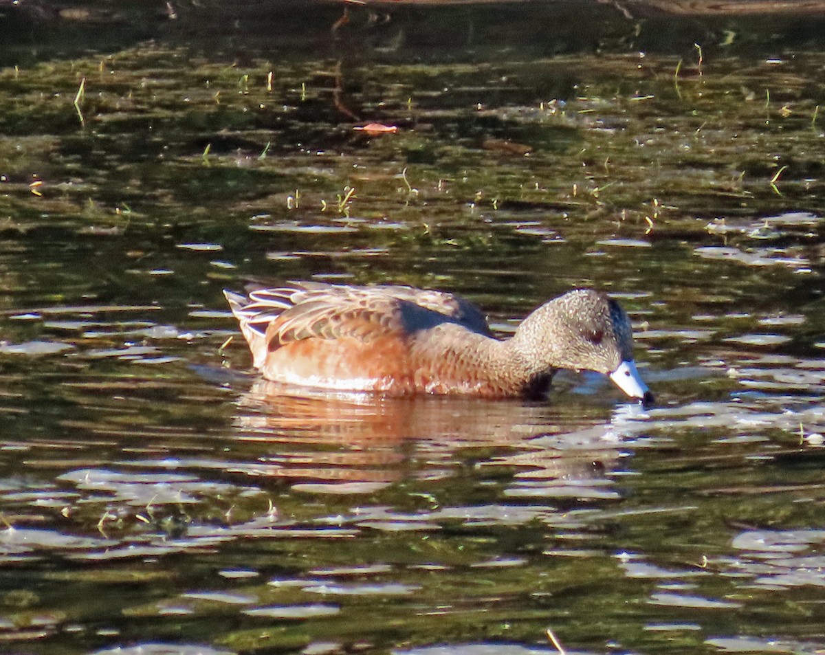 Canard d'Amérique - ML624195426