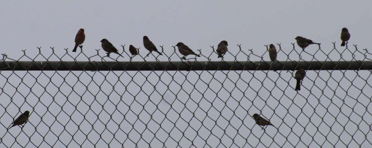 House Finch - ML624195428