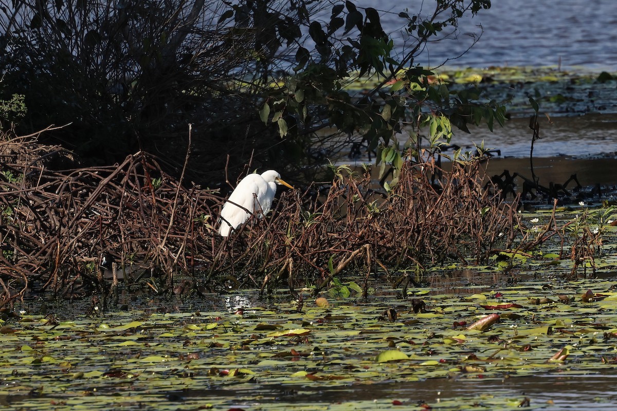 Plumed Egret - ML624195431