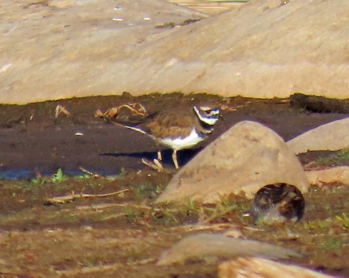 Killdeer - ML624195432