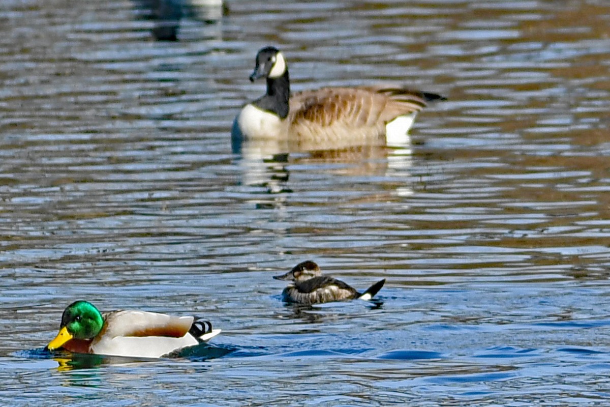 Ruddy Duck - ML624195442