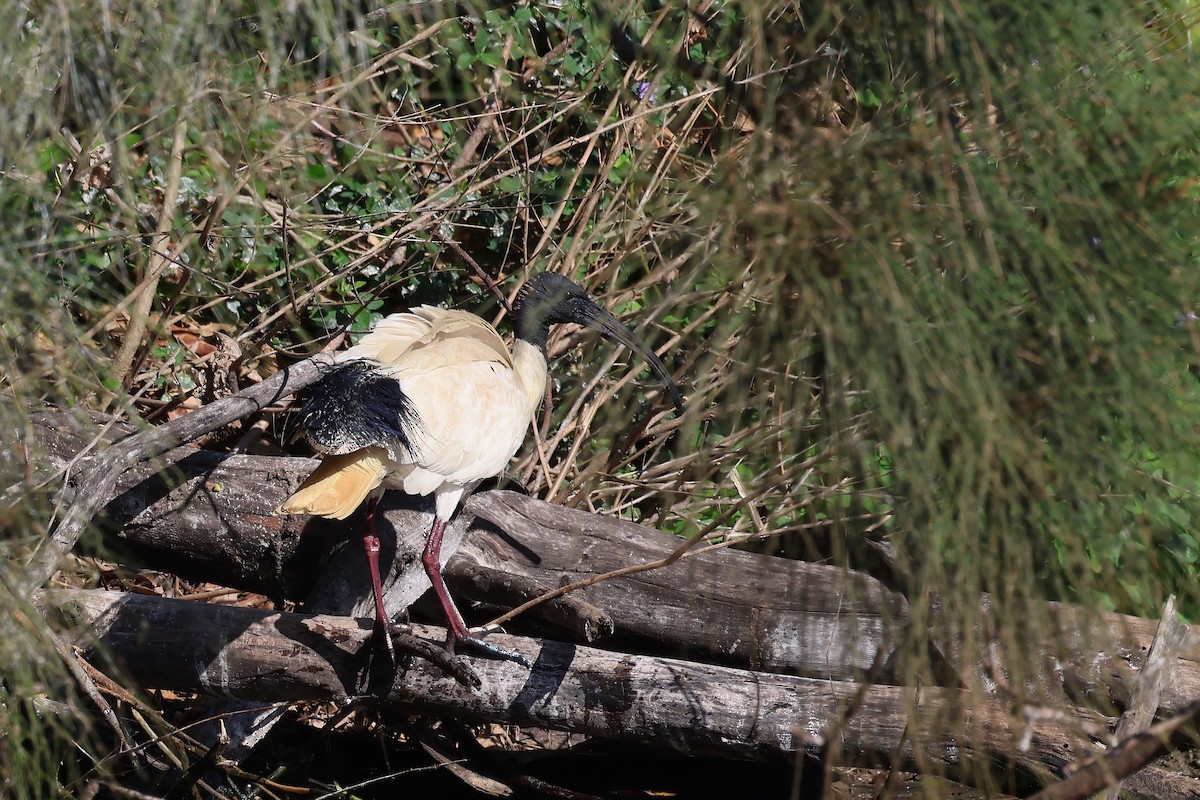 Australian Ibis - ML624195445