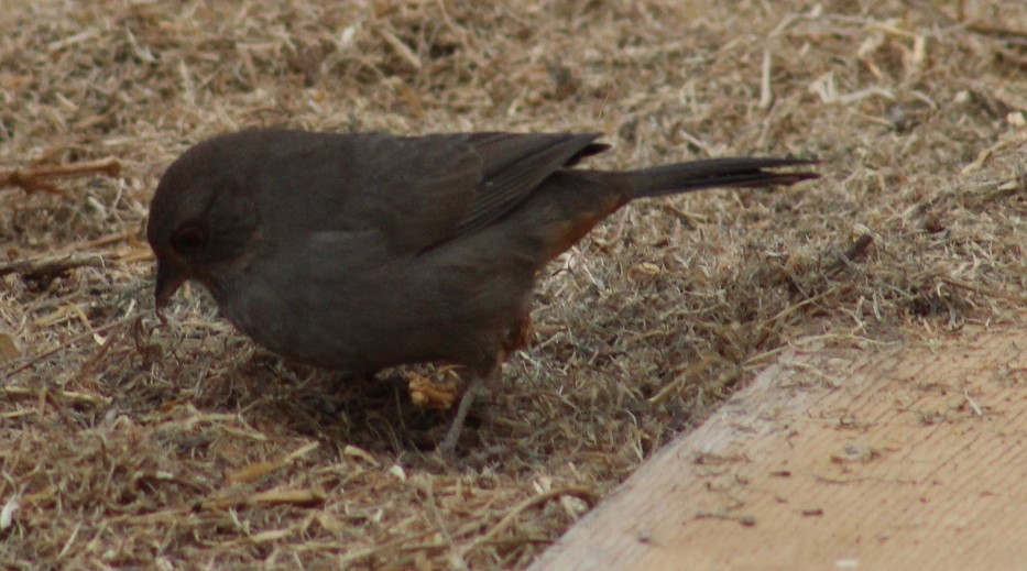 California Towhee - Richard Breisch