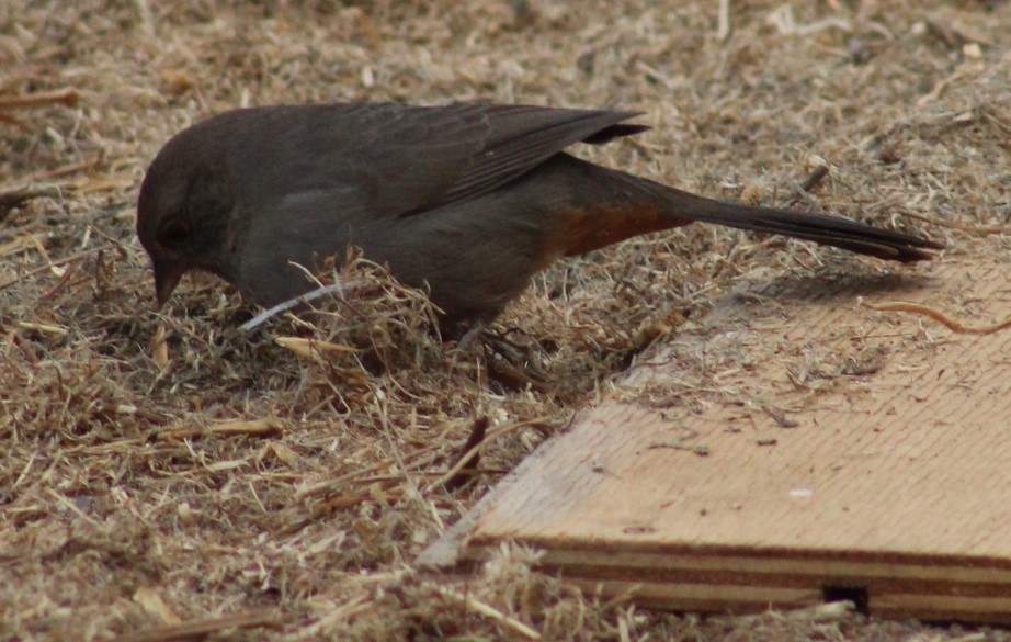 California Towhee - ML624195447