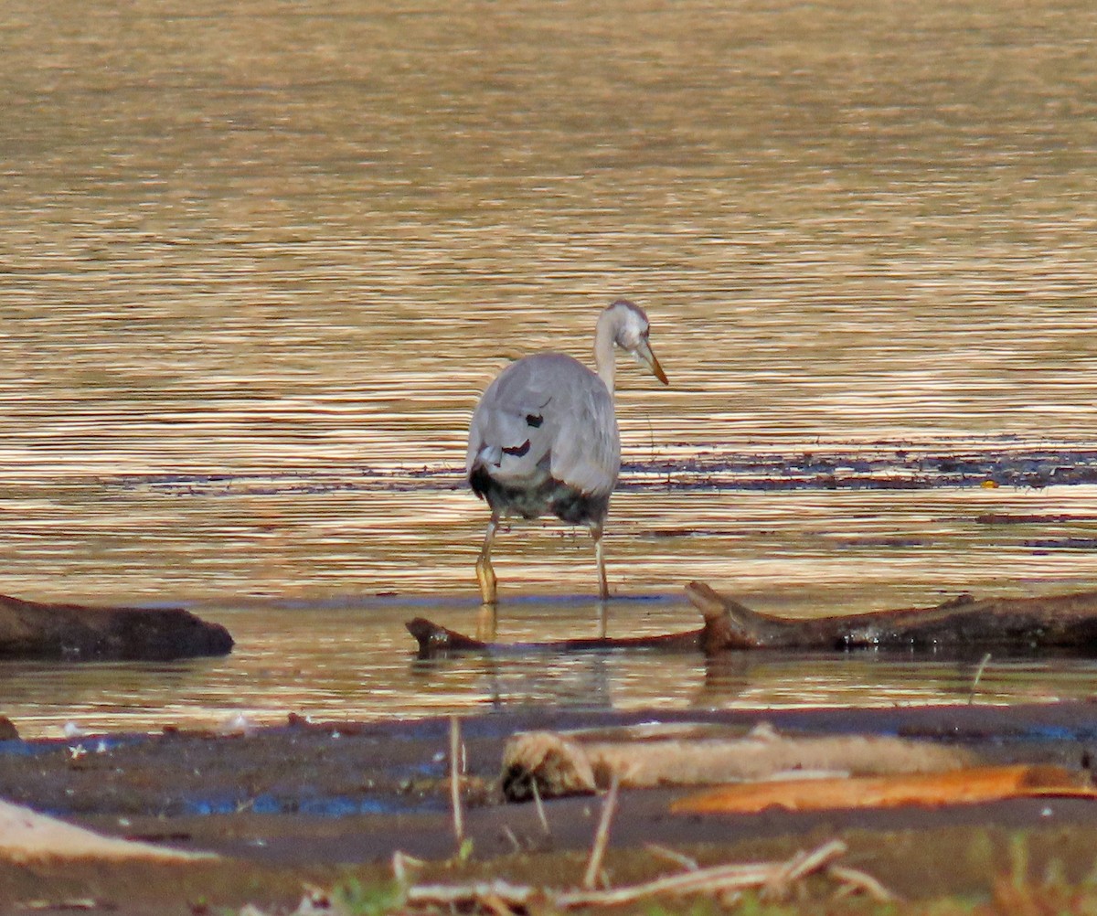 Great Blue Heron - ML624195452