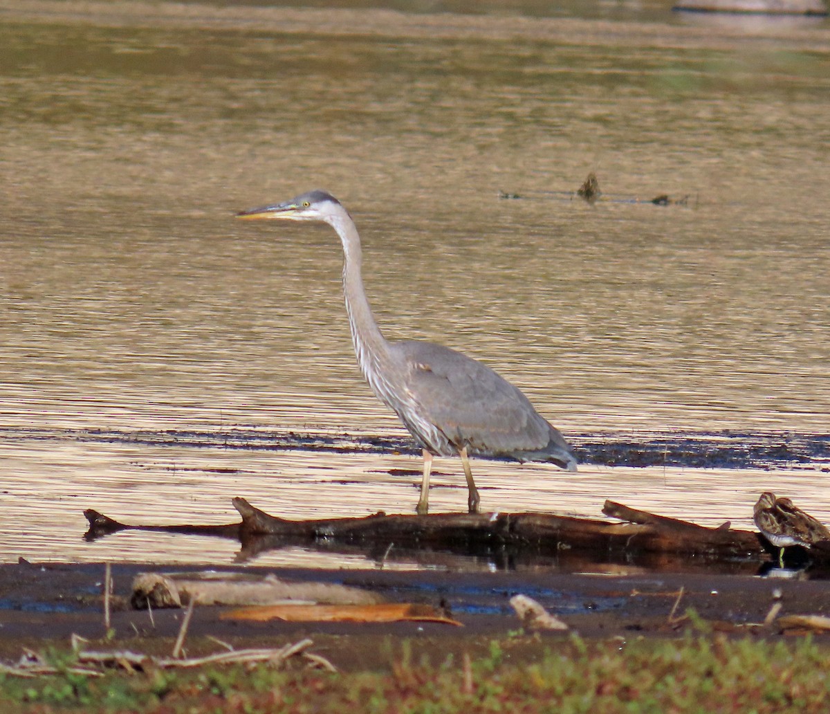 Great Blue Heron - ML624195453