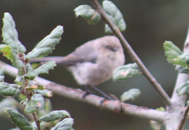 Bushtit - ML624195457