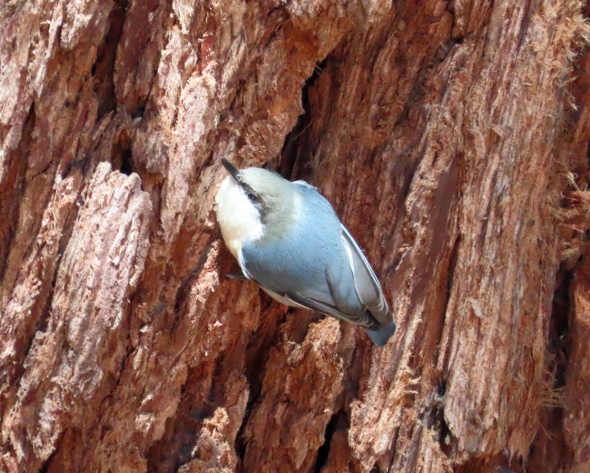 Pygmy Nuthatch - ML624195461