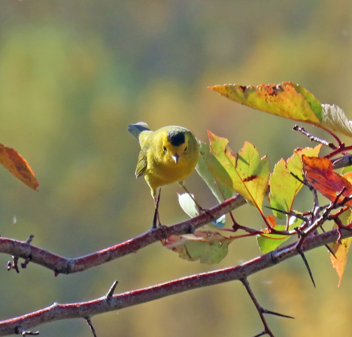 Wilson's Warbler - ML624195482