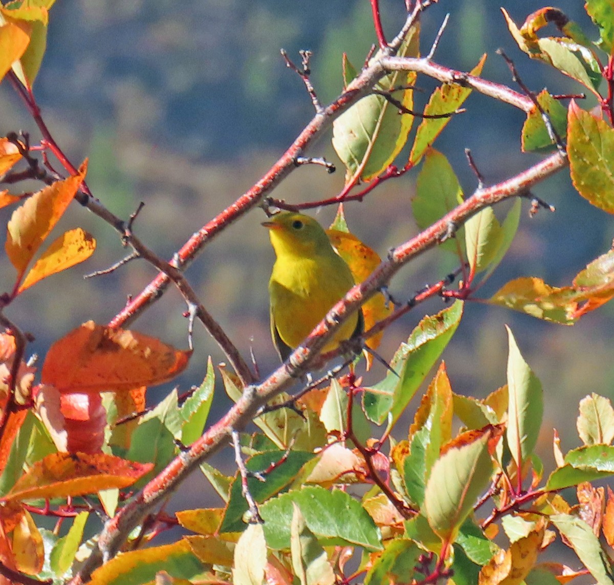 Wilson's Warbler - ML624195483