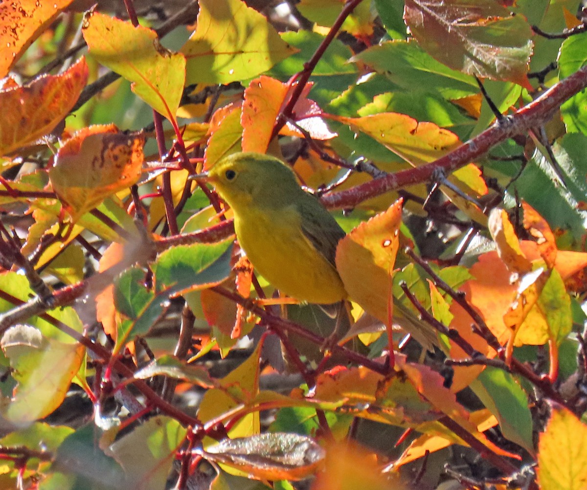 Wilson's Warbler - ML624195484